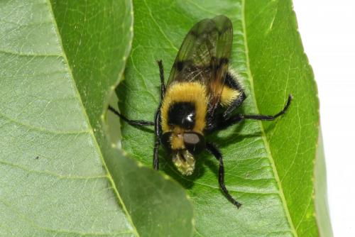 Volucella bombylans